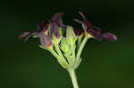 Maroon Carolina milkvine